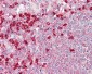 LF / LTF / Lactoferrin Antibody